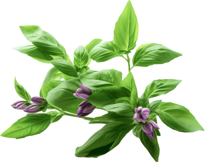 Holy Basil