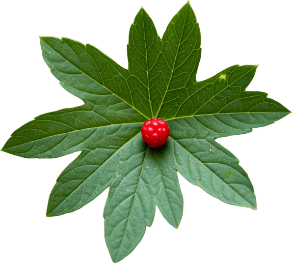 Goldenseal