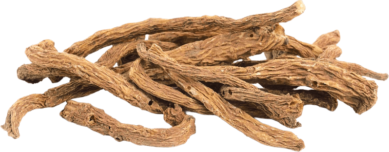 Angelica Gigas Root