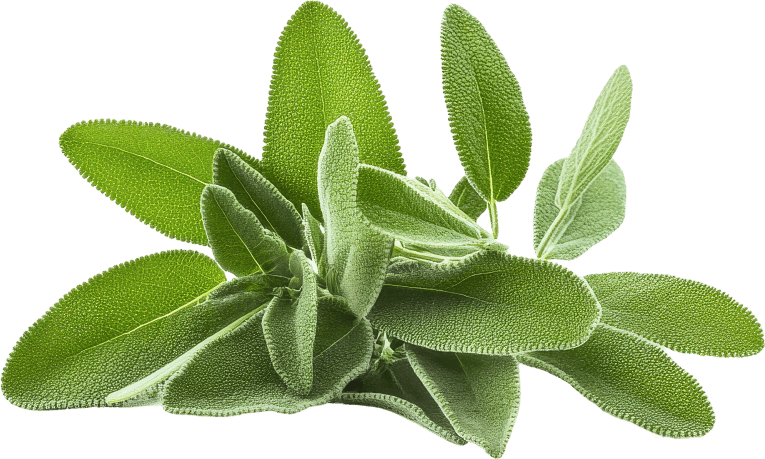 Sage